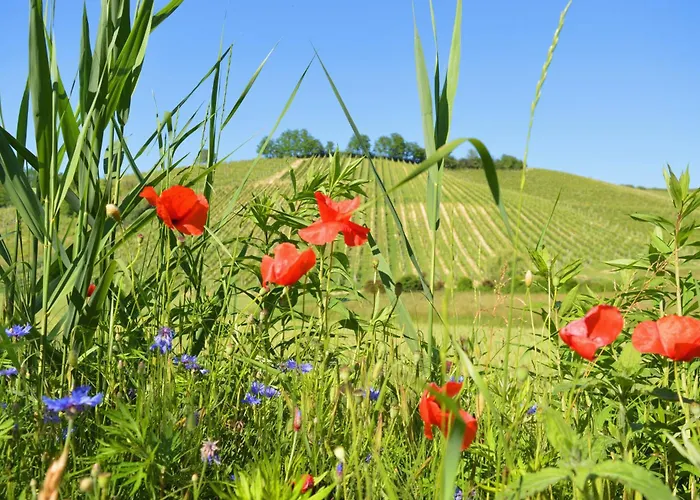 Bed & Tours Dimora Di Campagna
