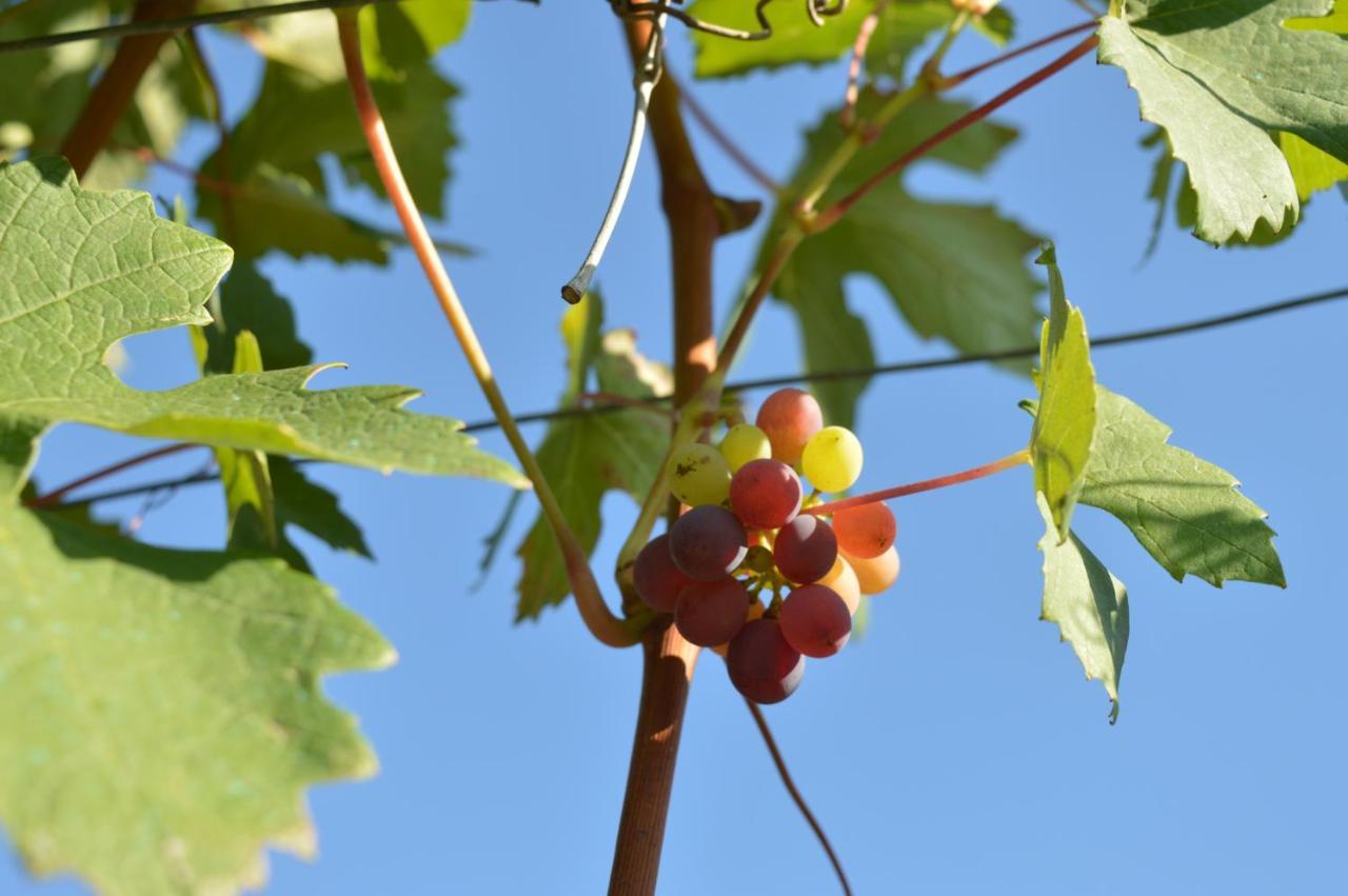 Bed & Tours Dimora Di Campagna 3* Castelnuovo Belbo