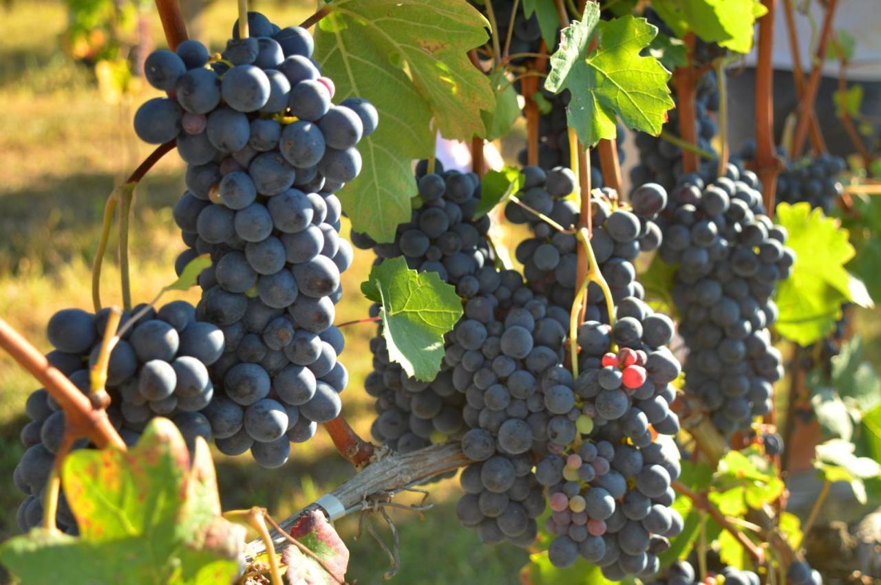 Bed & Tours Dimora Di Campagna Bed & Breakfast