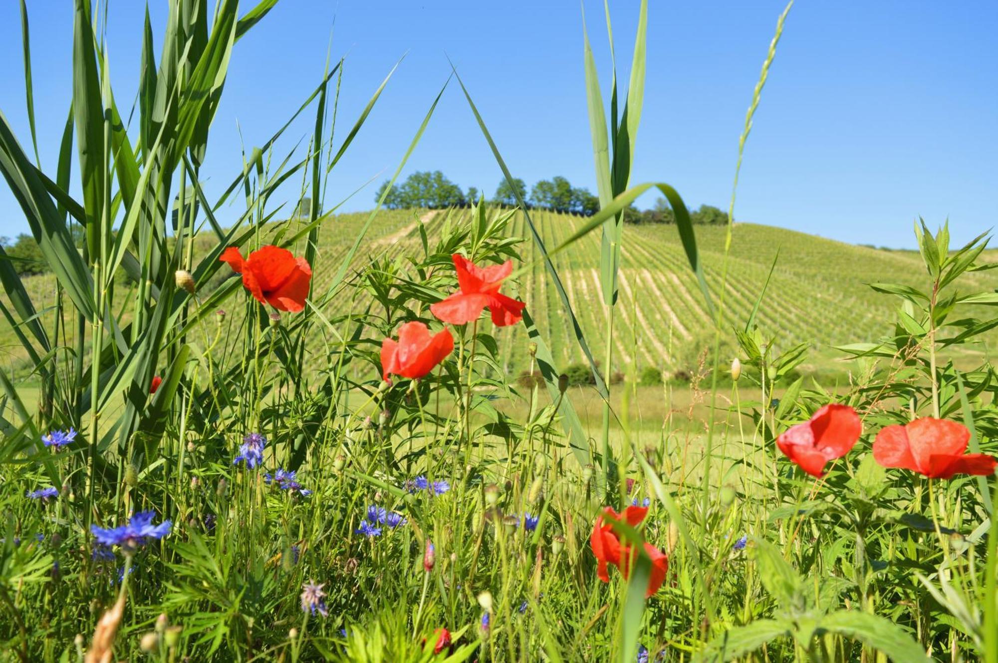 Bed & Tours Dimora Di Campagna Alojamento de Acomodação e Pequeno-almoço Castelnuovo Belbo